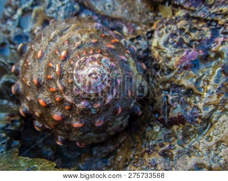 Wavy Turban Seashell In California Tidepool At Low Tide.  Curly Shapes With Orange Bumps Contrast Wi