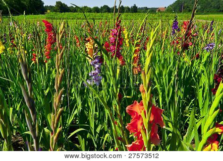 Piantagione di Gladioli