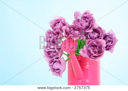 Tulipes