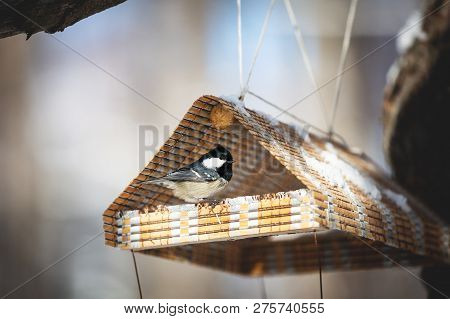 The Coal Tit Or Parus Ater Sitting In The Birdfeeder.