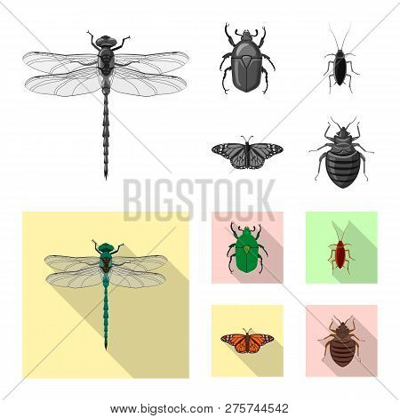 Vector Illustration Of Insect And Fly Sign. Collection Of Insect And Element Stock Symbol For Web.
