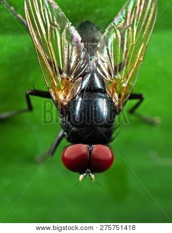 Macro Photography Of Noon Fly With Orange Wings On Green Leaf