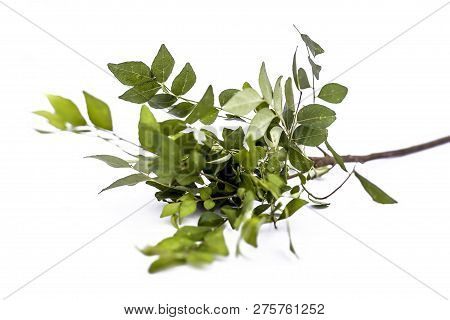Close Up Of Fresh Curry Leaves Or Sweet Nim Or Sweet Neem Or Khadhi Patta Or Kadi Pata Isolated On W
