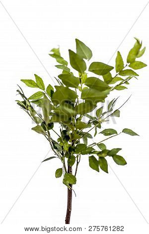 Close Up Of Fresh Curry Leaves Or Sweet Nim Or Sweet Neem Or Khadhi Patta Or Kadi Pata Isolated On W