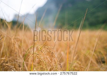 Large Rice Paddy Rice Paddy Field Image & Photo (Free Trial) | Bigstock