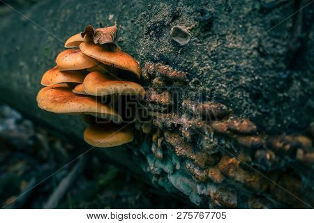 Mushroom On Tree Trunk, Macro Close Up, Selective Focus, Orange Teal Look, Trunk Covered In Moss And