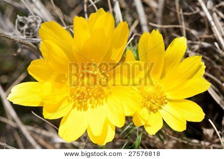 Adonis Vernalis
