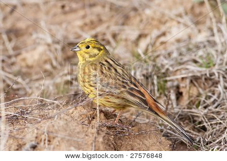 Emberiza Citrinella