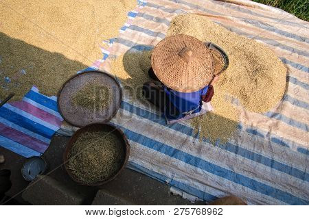 Sifting Rice Harvest Season. A Village Old Woman Sieves The Rice At Home. Royalty High-quality Free 