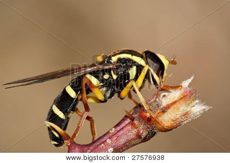 Xanthogramma arter