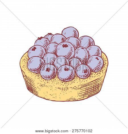 Delicious Hand Drawn Tart With Blueberries. Engraving Style Pen Pencil Painting Retro Vintage Vector
