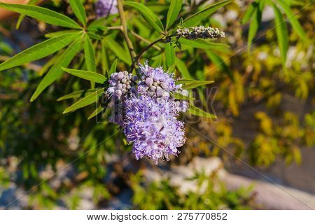 A Handful Of Flowers Ceanothus On A Branch Of A Bush In The Garden.