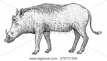 Warthog Illustration, Drawing, Engraving, Ink, Line Art, Vector