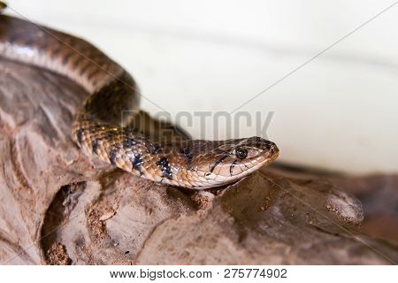 Poisonous Snake Is In The Terrarium, Close Up