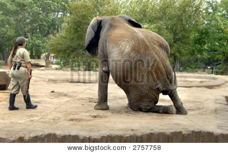 Elephant Tricks
