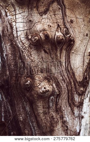 Smooth Trunk Of An Old Dried Knotty Tree With Peeling Bark Close-up