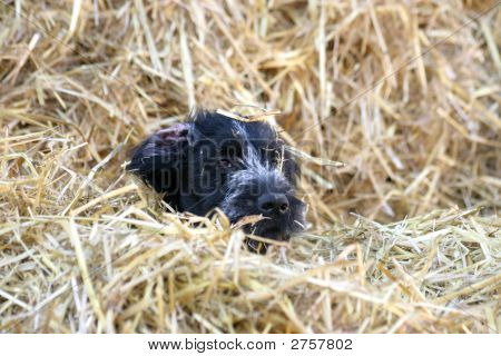 Cucciolo