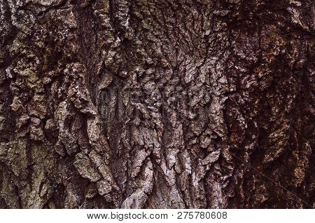 Smooth Trunk Of An Old Dried Tree With Peeling Bark And Cracks Close-up