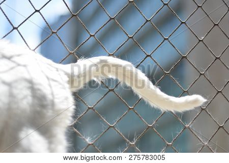 Domestic White Cat Resting In His Home.