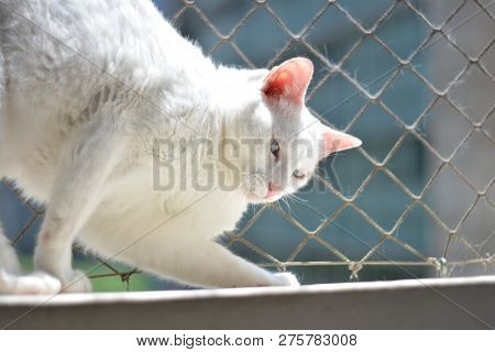 Domestic White Cat Resting In His Home.