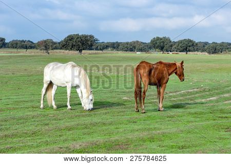 Portrait of a beautiful horses in the countyside