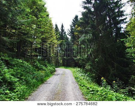 Subalpine Forests In The Ostschweiz Region - Canton Of Appenzell Ausserrhoden, Switzerland