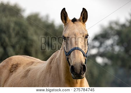 Portrait of a brown beautiful horse in the countyside