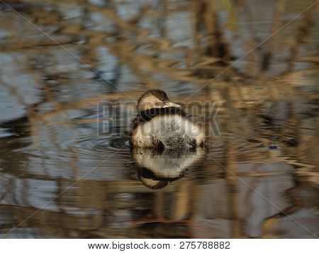 Little Grebe (tachybaptus Ruficollus) On River During Winter
