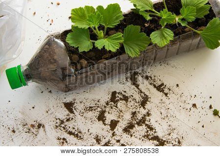 Rooting Cuttings From Geranium Plants In The Plastic Cups/bottle.  Diy Gardening, Crafts Ideas