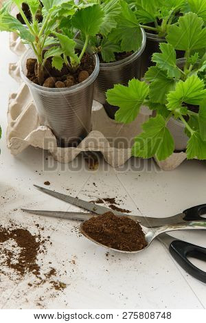 Rooting Cuttings From Geranium Plants In The Plastic Cups. Diy Gardening, Crafts Ideas