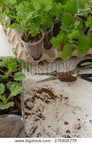 Rooting Cuttings From Geranium Plants In The Plastic Cups/bottle.  Diy Gardening, Crafts Ideas