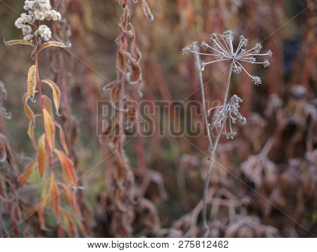 Below Zero In A Garden, Close-up Of The Frozen Plants