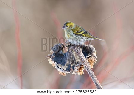 Siskin (spinus Spinus) Sits On A Sunflower Basket In The Spring Forest Park.