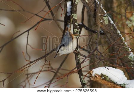 Eurasian Nuthatch (wood Nuthatch) Weighs On A Branch Upside Down In A Winter Forest Park.