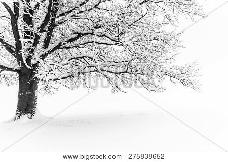 Winter Tree. Big Decidious Tree In Clear White Snowy Landscape. Misty And Freezy Day