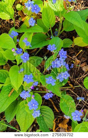 Flowers And Leaves Brunner Macrophylla In Spring Gardens