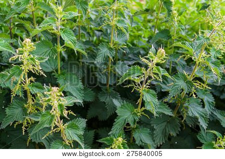 Green Fresh Nettles On The Outskirts Of The City Park