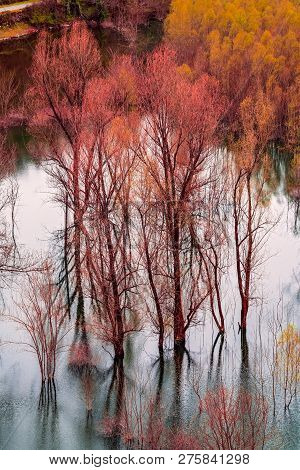 Red, Purple And And Yellow Autumn Trees Reflected In The Shallow Shore Waters Of The Skadar Lake, Sk