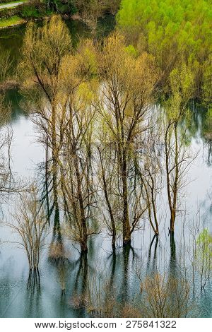 Green And Yellow Autumn Trees Reflected In The Shallow Shore Waters Of The Skadar Lake, Skadar Lake 
