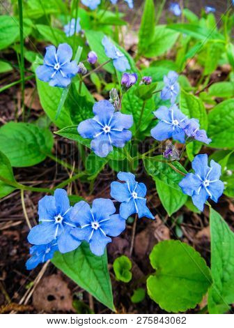 Flowers And Leaves Brunner Macrophylla In Spring Gardens