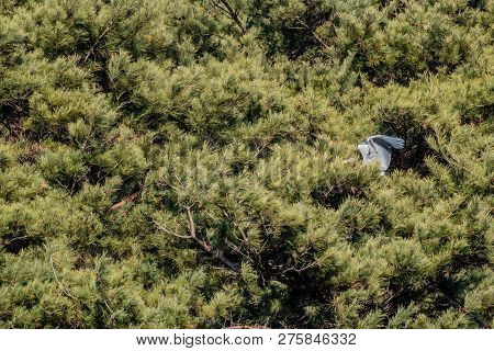 Gray Heron With Wings Extended Partially Hidden While Perched On Branch Of Evergreen Tree On Sunny D