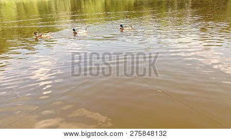 Three Beautiful Ducks Swimming In Lake. Copy Spce Photo