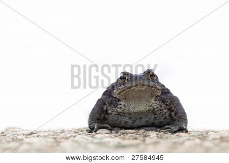 isolierte Frosch