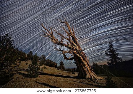 Lightpainted Bristlecone Pine Tree in the Forest