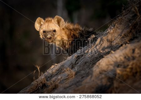 Lonely Hyena Sitting Outside In The Sun Close To Its Den.