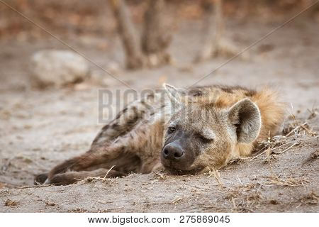 Lonely Hyena Sleeping Close To Its Den After A Successful Hunt Earlier In The Morning..