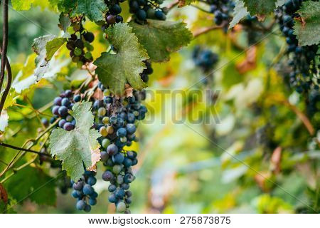 Bunch Of Green And Purple Grapes On The Vine With Leaves.