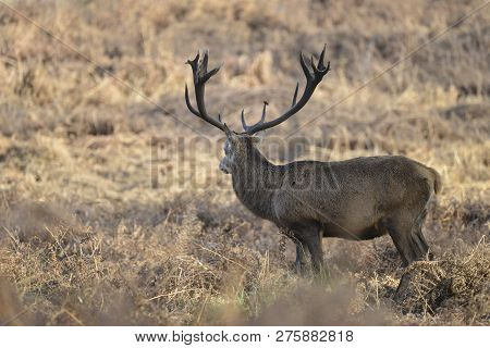 Stunning Red Deer Stag Cervus Elaphus With Majestic Antelrs In Autumn Fall Froest Landscape