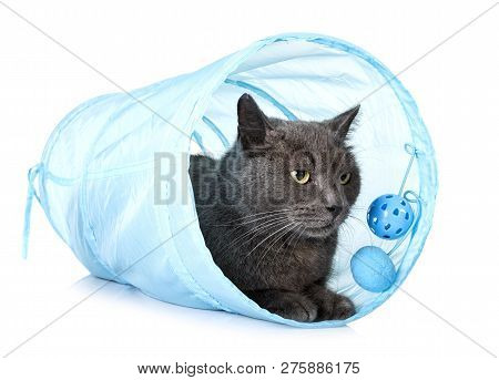 Chartreux Cat In Front Of White Background