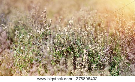 Bushes Of Calluna Vulgaris Plant, Autumn Time. Also Known As Common Heather, Ling Or Simply Heather